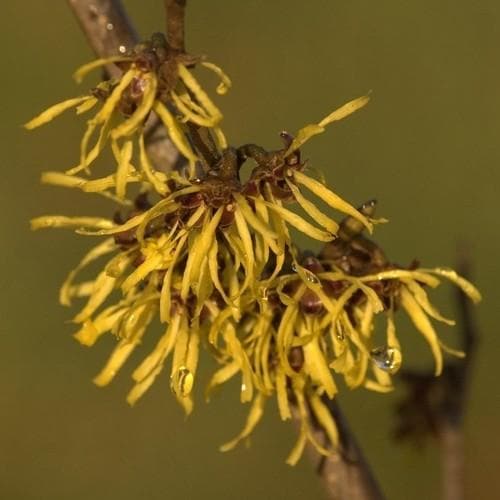 Hamamelis x intermedia Westerstede