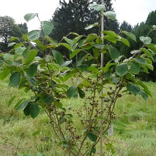 Hamamelis x intermedia Westerstede