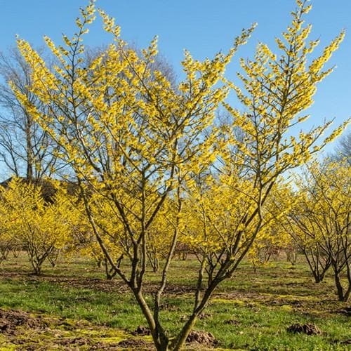 Hamamelis x intermedia Westerstede