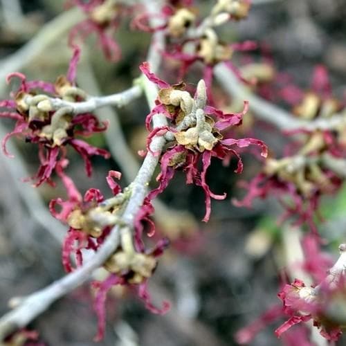 Hamamelis x intermedia Birgit