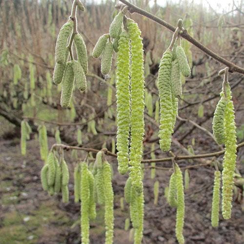 Cobnut - Corylus avellana Cosford Cob
