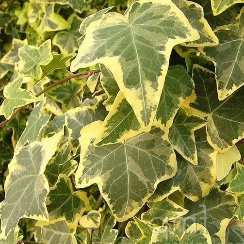Hedera helix Goldchild - Future Forests