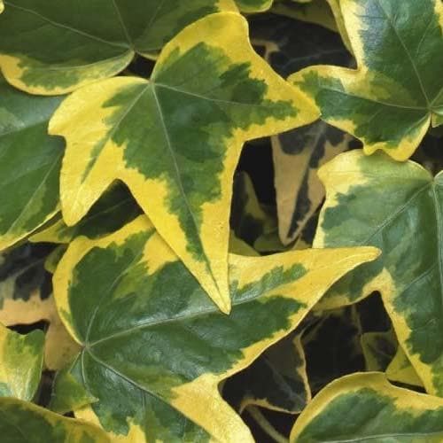 Hedera helix Goldchild - Future Forests