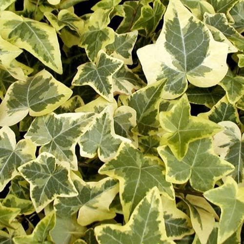 Hedera helix Goldchild - Future Forests