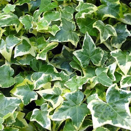 Hedera helix Goldchild - Future Forests