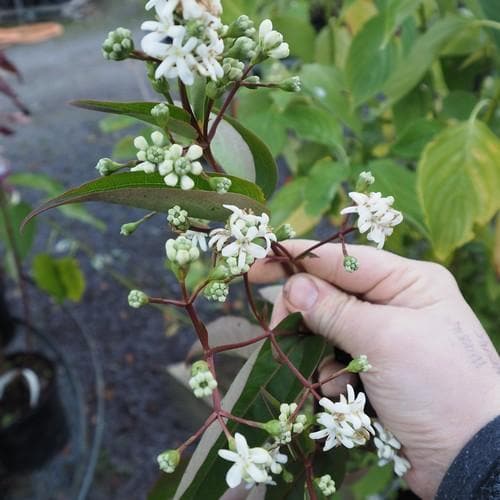 Heptacodium miconioides - Future Forests