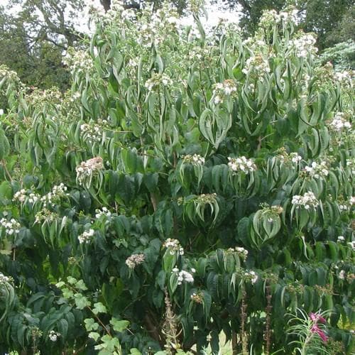 Heptacodium miconioides - Future Forests