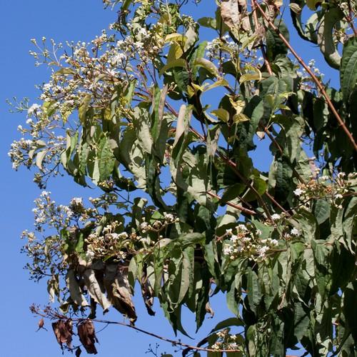 Heptacodium miconioides - Future Forests