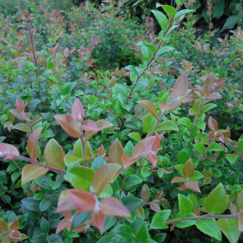 Huckleberry - Vaccinium ovatum Morris - Future Forests
