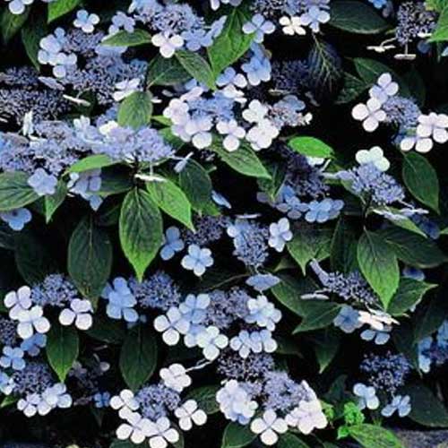 Hydrangea serrata Bluebird
