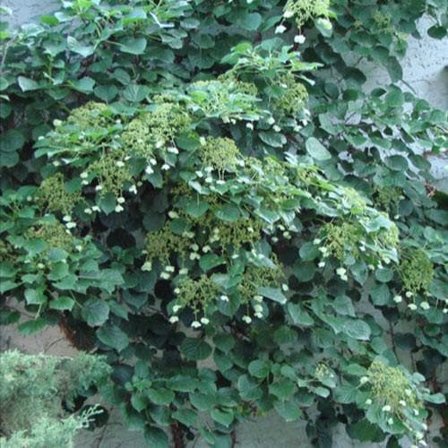 Hydrangea anomala 'Brookside Littleleaf' - Future Forests