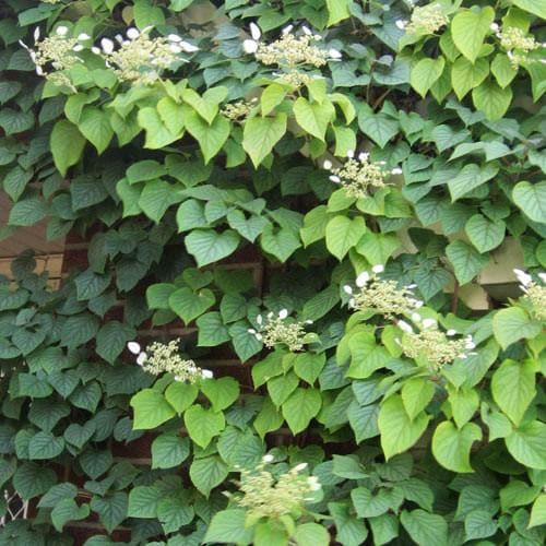 Hydrangea anomala 'Brookside Littleleaf' - Future Forests