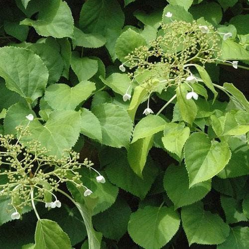 Hydrangea anomala 'Brookside Littleleaf' - Future Forests