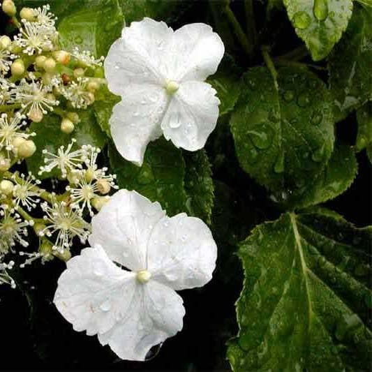 Hydrangea anomala 'Brookside Littleleaf' - Future Forests