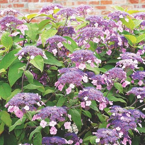 Hydrangea aspera Anthony Bullivant