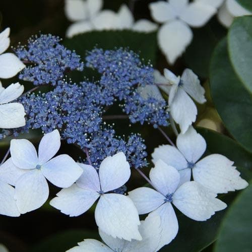 Hydrangea macrophylla Mariesii Perfecta (Blue Wave)