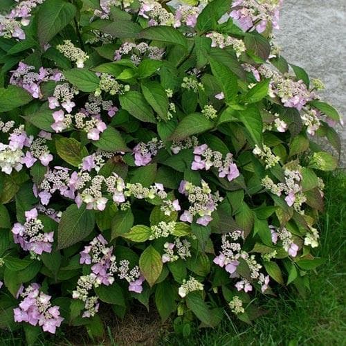 Hydrangea macrophylla Mariesii Perfecta (Blue Wave)