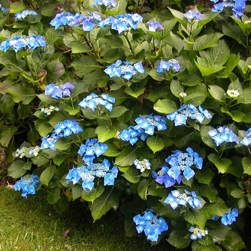 Hydrangea macrophylla Blaumeise (Bluetit)