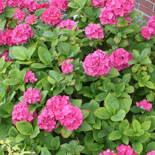 Hydrangea macrophylla Red Baron