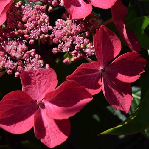 Hydrangea macrophylla Selina