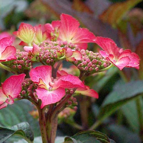 Hydrangea macrophylla Selina