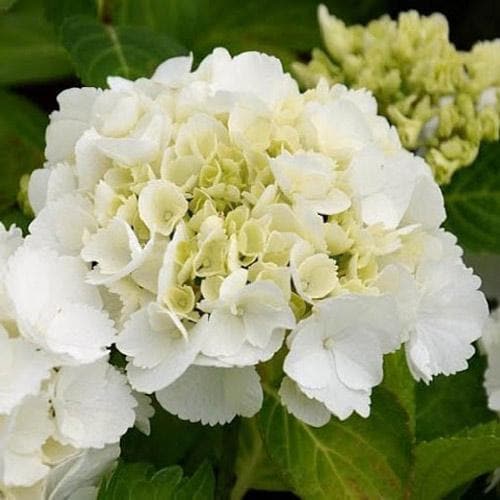 Hydrangea macrophylla Shakira®
