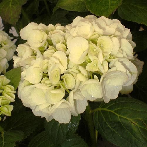 Hydrangea macrophylla Shakira®