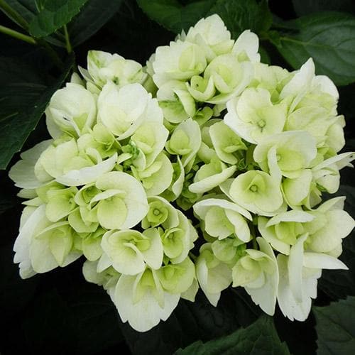 Hydrangea macrophylla Shakira®