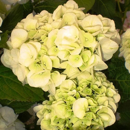 Hydrangea macrophylla Shakira®