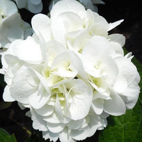 Hydrangea macrophylla Shakira®