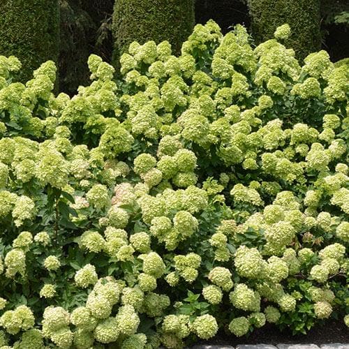 Hydrangea paniculata Little Lime®