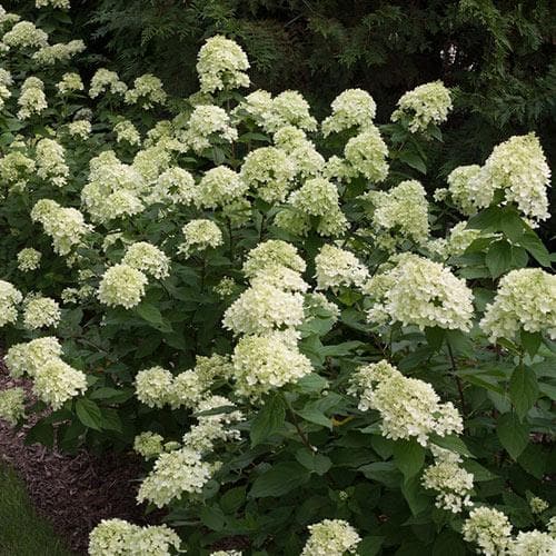 Hydrangea paniculata Little Lime®