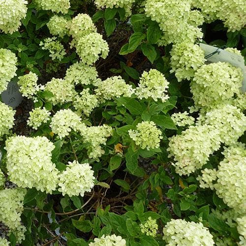 Hydrangea paniculata Little Lime®