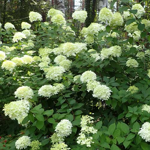 Hydrangea paniculata Limelight®
