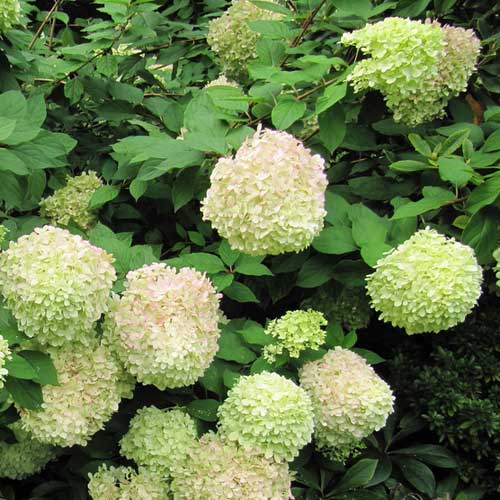 Hydrangea paniculata Limelight®