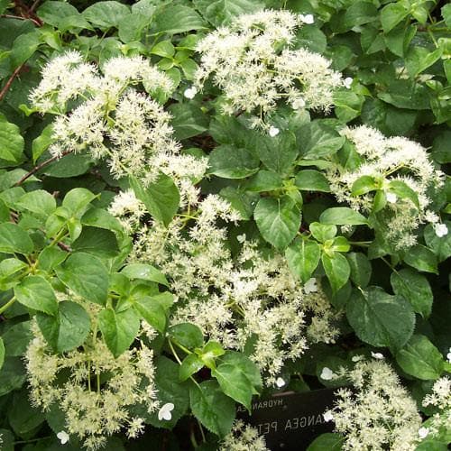 Hydrangea petiolaris - Future Forests