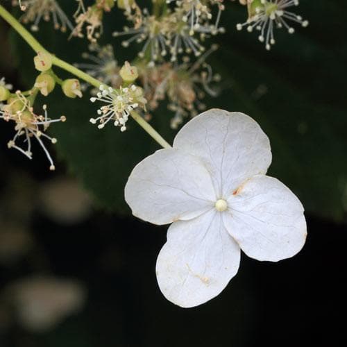 Hydrangea petiolaris - Future Forests
