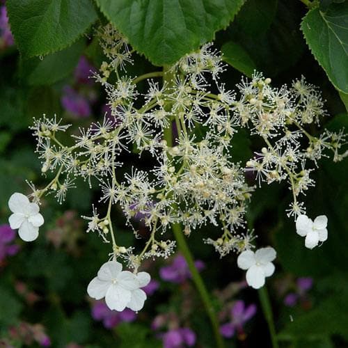 Hydrangea petiolaris - Future Forests