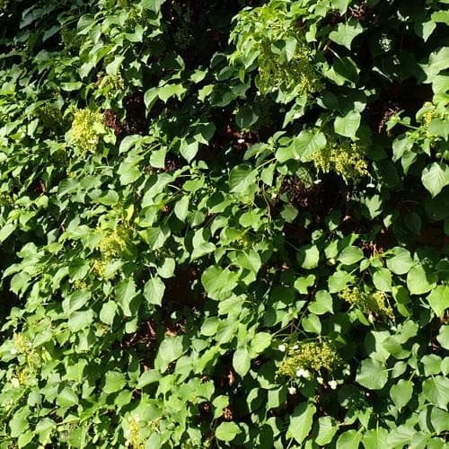 Hydrangea petiolaris - Future Forests
