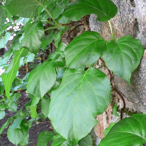Hydrangea petiolaris - Future Forests