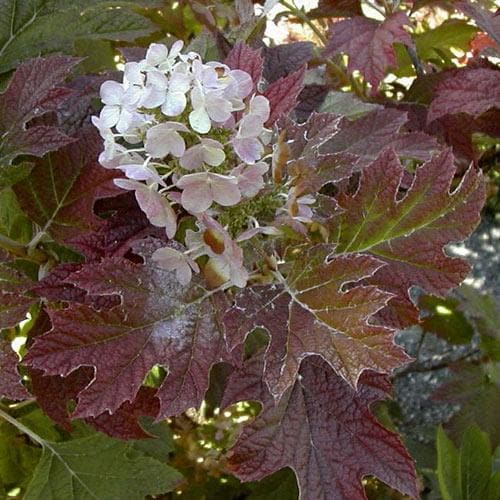 Hydrangea quercifolia Burgundy