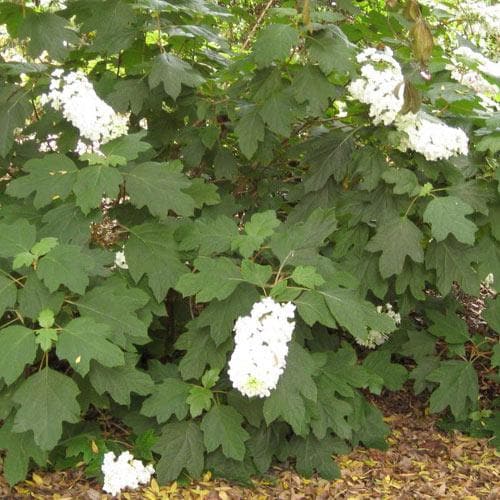 Hydrangea quercifolia Snow Queen - Future Forests
