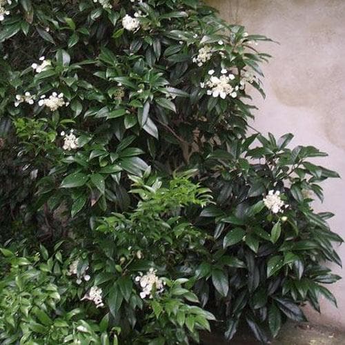 Hydrangea seemannii