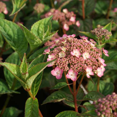 Hydrangea serrata Mount Aso