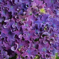 Hydrangea macrophylla Curly Sparkle Purple