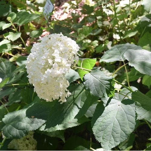 Hydrangea arborescens Annabelle - Future Forests