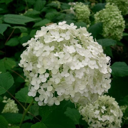 Hydrangea arborescens Annabelle - Future Forests