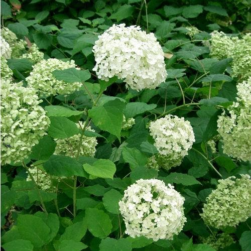 Hydrangea arborescens Annabelle - Future Forests