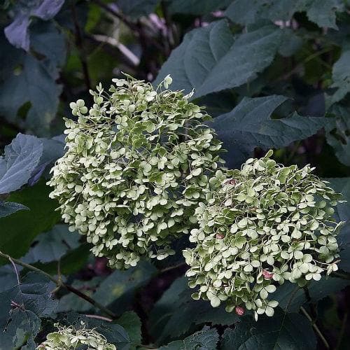 Hydrangea arborescens Annabelle - Future Forests