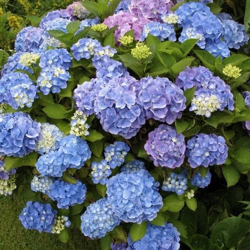 Hydrangea macrophylla - Future Forests